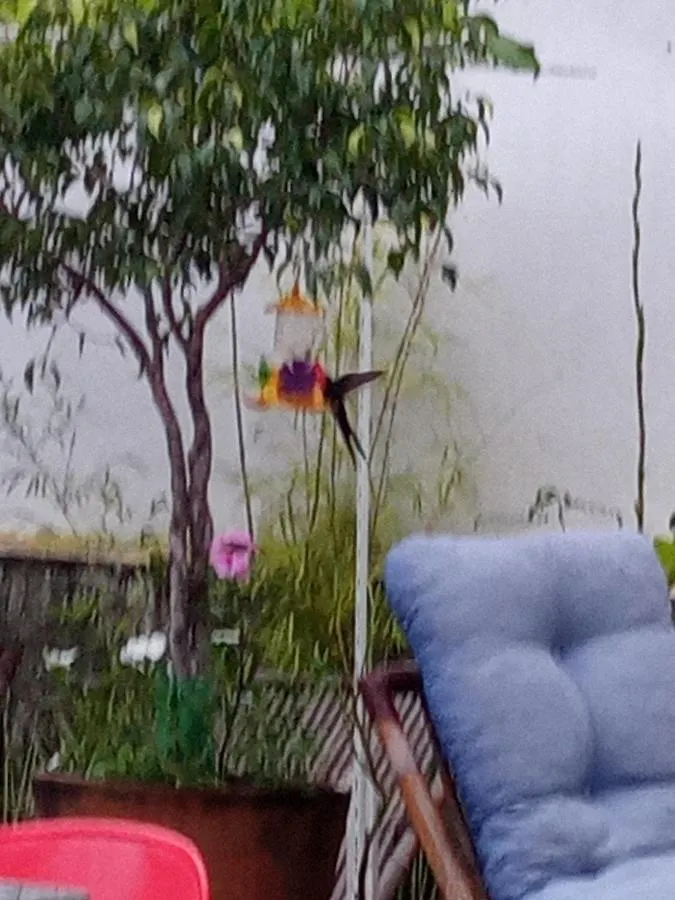 Colibri Hostel Florianopolis Brazil
